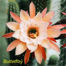 Tr. Butterflay.4.1.jpg 